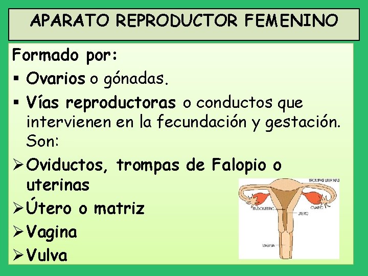 APARATO REPRODUCTOR FEMENINO Formado por: § Ovarios o gónadas. § Vías reproductoras o conductos