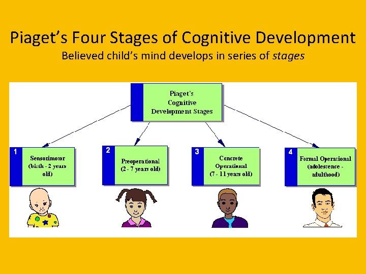 Piaget’s Four Stages of Cognitive Development Believed child’s mind develops in series of stages