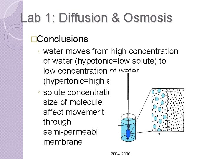 Lab 1: Diffusion & Osmosis �Conclusions ◦ water moves from high concentration of water Lab 1: Diffusion & Osmosis �Conclusions ◦ water moves from high concentration of water