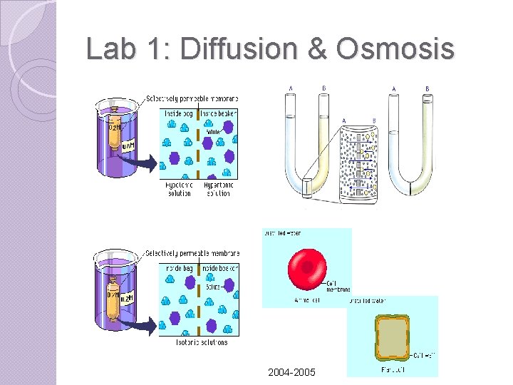 Lab 1: Diffusion & Osmosis 2004 -2005 Lab 1: Diffusion & Osmosis 2004 -2005