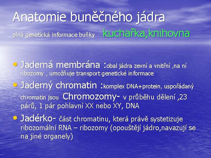 Anatomie buněčného jádra plná genetická informace buňky kuchařka, knihovna • Jaderná membrána : obal