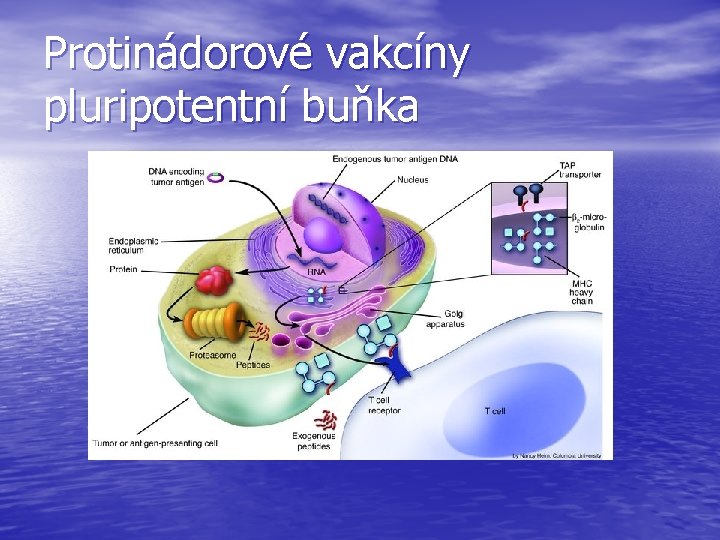 Protinádorové vakcíny pluripotentní buňka 