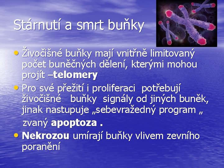 Stárnutí a smrt buňky • Živočišné buňky mají vnitřně limitovaný počet buněčných dělení, kterými