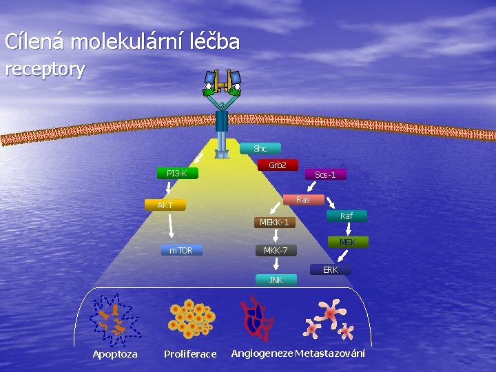 Cílená molekulární léčba receptory Shc PI 3 -K Grb 2 Sos-1 Ras AKT Raf