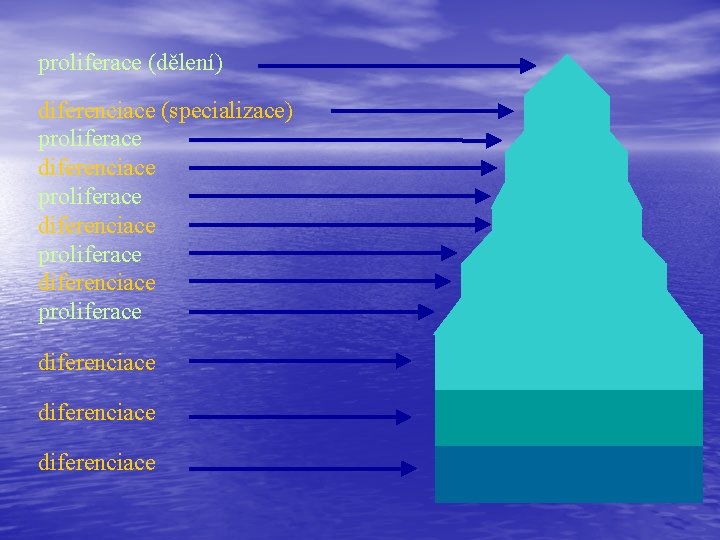 proliferace (dělení) diferenciace (specializace) proliferace diferenciace diferenciace 