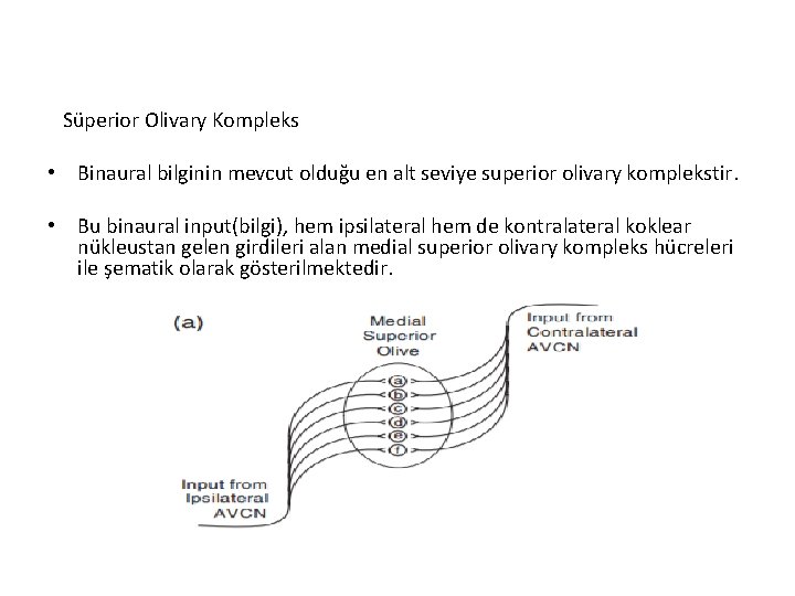 Süperior Olivary Kompleks • Binaural bilginin mevcut olduğu en alt seviye superior olivary komplekstir.