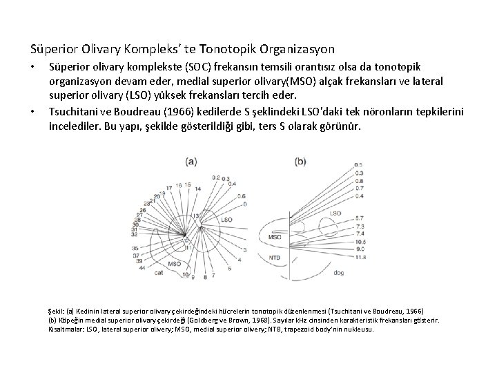 Süperior Olivary Kompleks’ te Tonotopik Organizasyon • • Süperior olivary komplekste (SOC) frekansın temsili