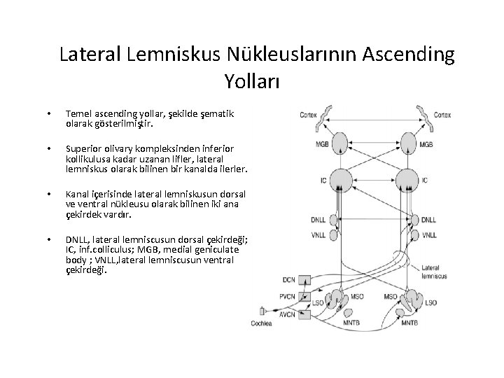 Lateral Lemniskus Nükleuslarının Ascending Yolları • Temel ascending yollar, şekilde şematik olarak gösterilmiştir. •