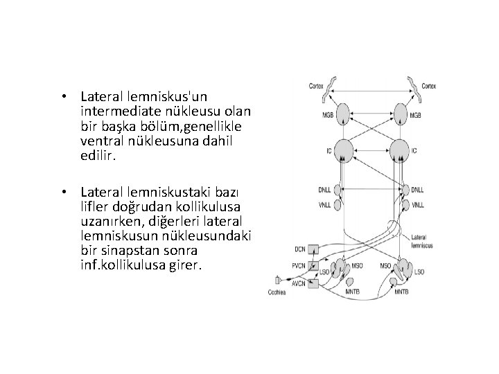  • Lateral lemniskus'un intermediate nükleusu olan bir başka bölüm, genellikle ventral nükleusuna dahil
