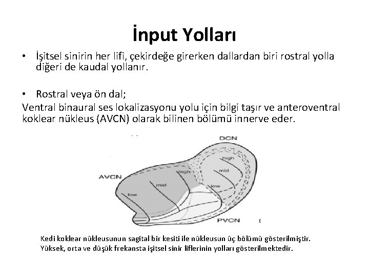 İnput Yolları • İşitsel sinirin her lifi, çekirdeğe girerken dallardan biri rostral yolla diğeri