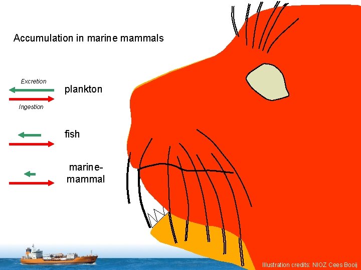 Accumulation in marine mammals Excretion plankton Ingestion fish marinemammal 10 Illustration credits: NIOZ Cees