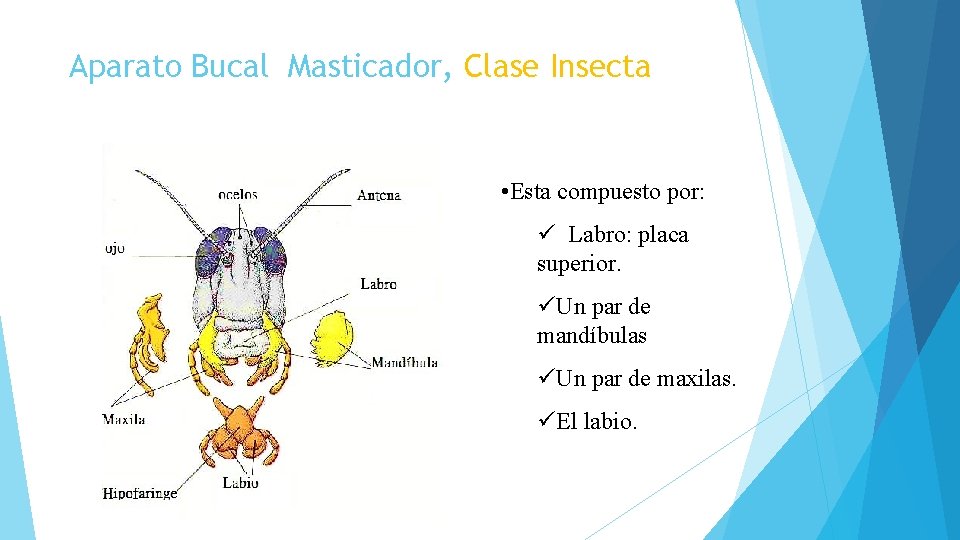 Aparato Bucal Masticador, Clase Insecta • Esta compuesto por: ü Labro: placa superior. üUn