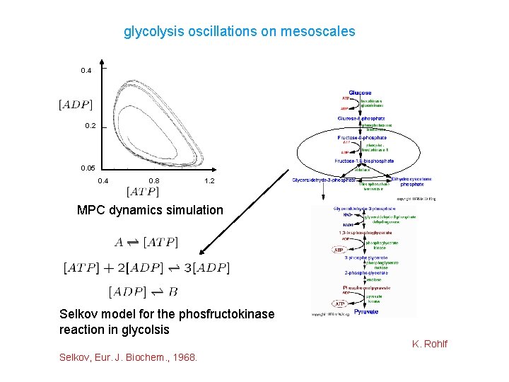 glycolysis oscillations on mesoscales 0. 4 0. 2 0. 05 0. 4 0. 8