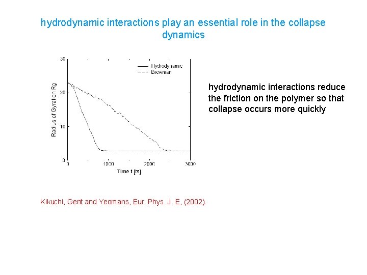 hydrodynamic interactions play an essential role in the collapse dynamics hydrodynamic interactions reduce the