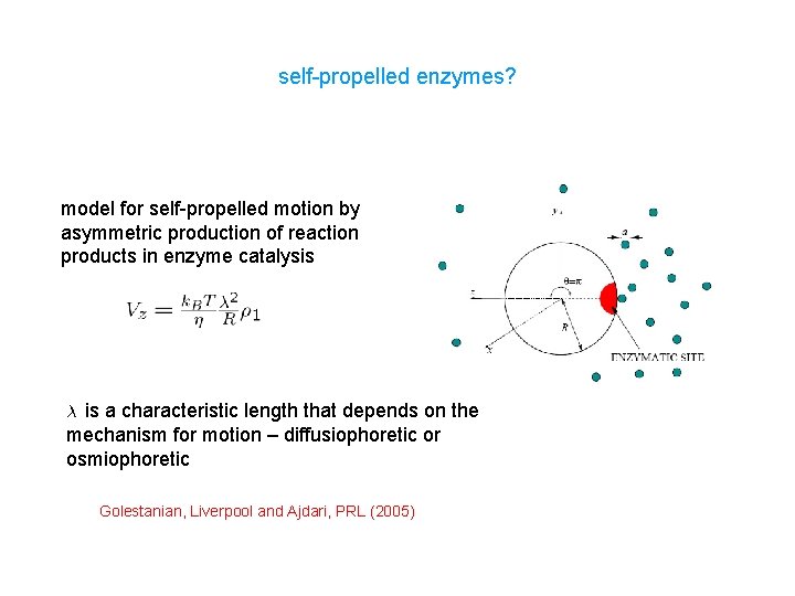 self-propelled enzymes? model for self-propelled motion by asymmetric production of reaction products in enzyme