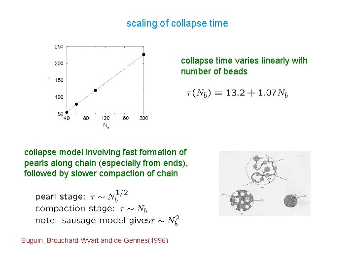scaling of collapse time varies linearly with number of beads collapse model involving fast