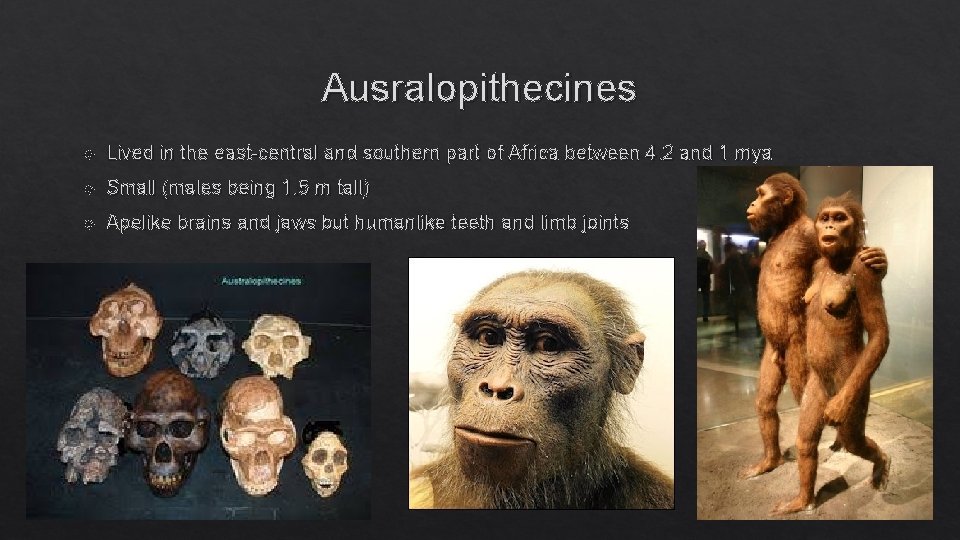 Ausralopithecines Lived in the east-central and southern part of Africa between 4. 2 and