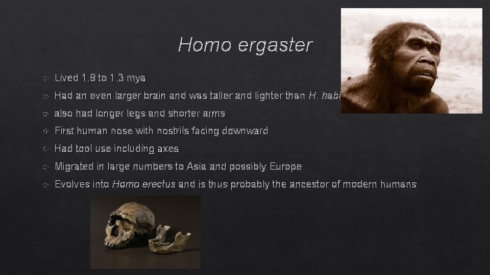 Homo ergaster Lived 1. 8 to 1. 3 mya Had an even larger brain