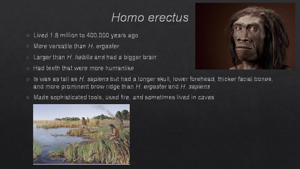 Homo erectus Lived 1. 8 million to 400, 000 years ago More versatile than