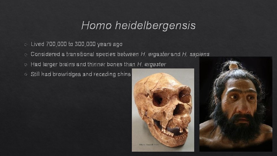 Homo heidelbergensis Lived 700, 000 to 300, 000 years ago Considered a transitional species