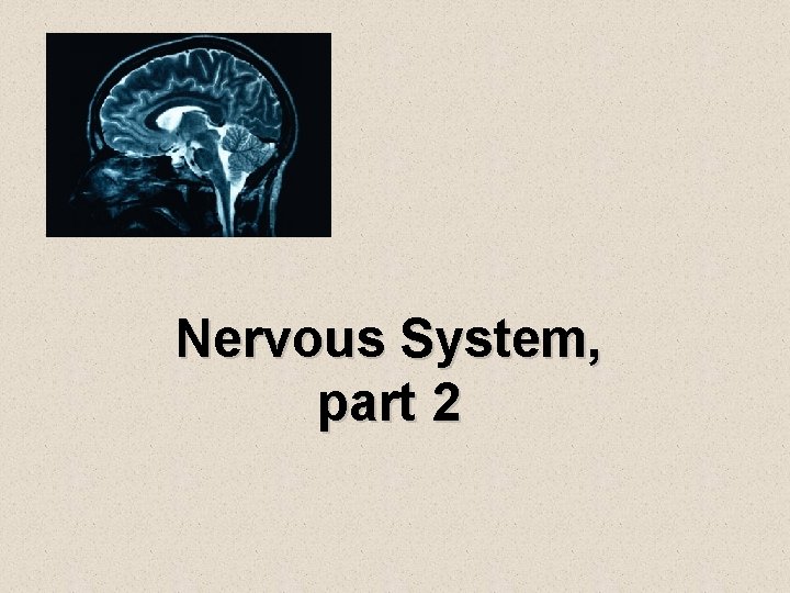 Nervous System, part 2 