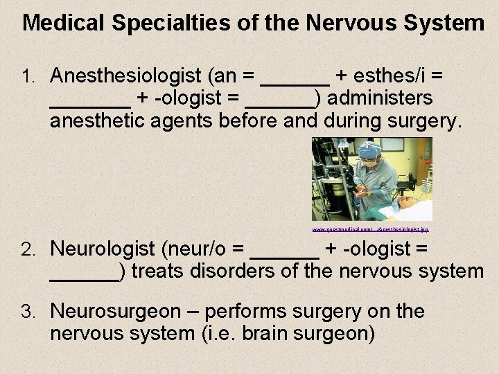 Medical Specialties of the Nervous System 1. Anesthesiologist (an = ______ + esthes/i =