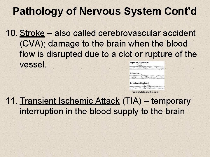 Pathology of Nervous System Cont’d 10. Stroke – also called cerebrovascular accident (CVA); damage