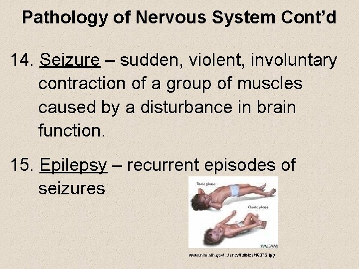 Pathology of Nervous System Cont’d 14. Seizure – sudden, violent, involuntary contraction of a