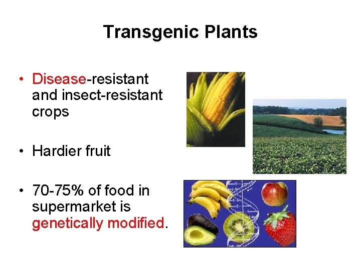 Transgenic Plants • Disease-resistant and insect-resistant crops • Hardier fruit • 70 -75% of