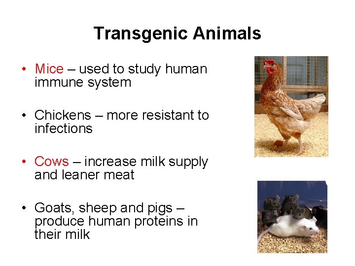 Transgenic Animals • Mice – used to study human immune system • Chickens –