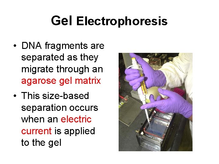 Gel Electrophoresis • DNA fragments are separated as they migrate through an agarose gel
