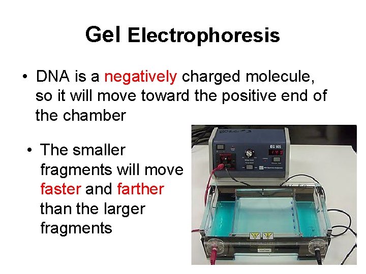 Gel Electrophoresis • DNA is a negatively charged molecule, so it will move toward