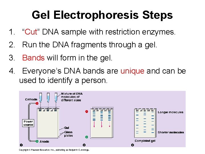 Gel Electrophoresis Steps 1. “Cut” DNA sample with restriction enzymes. 2. Run the DNA