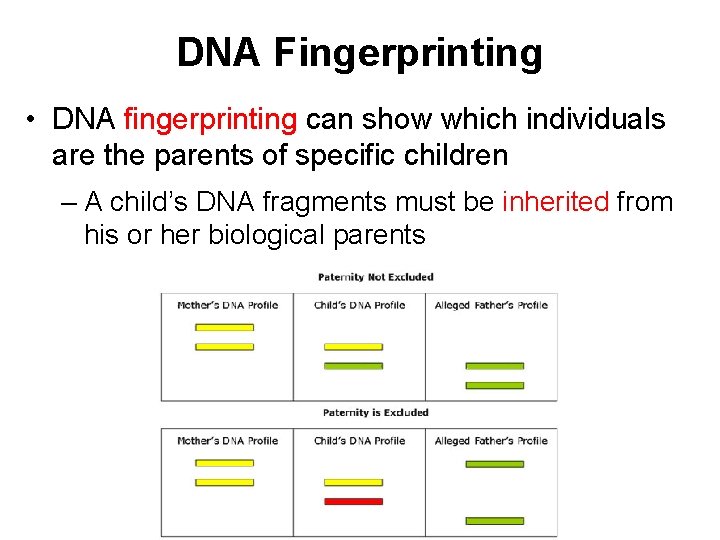 DNA Fingerprinting • DNA fingerprinting can show which individuals are the parents of specific