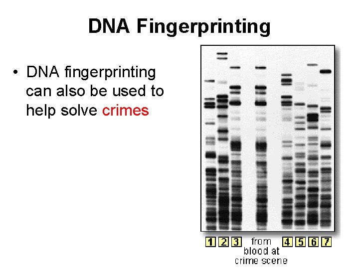 DNA Fingerprinting • DNA fingerprinting can also be used to help solve crimes 