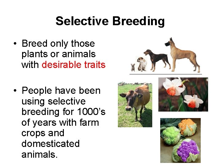 Selective Breeding • Breed only those plants or animals with desirable traits • People