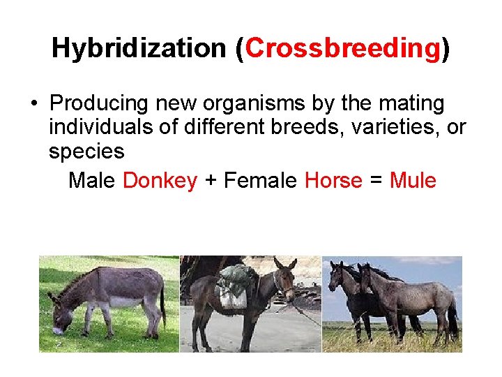 Hybridization (Crossbreeding) • Producing new organisms by the mating individuals of different breeds, varieties,