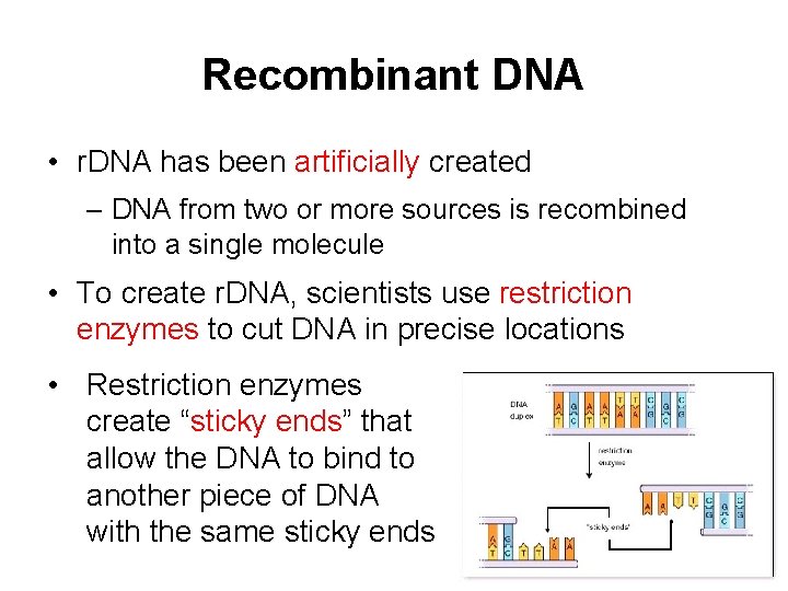 Recombinant DNA • r. DNA has been artificially created – DNA from two or