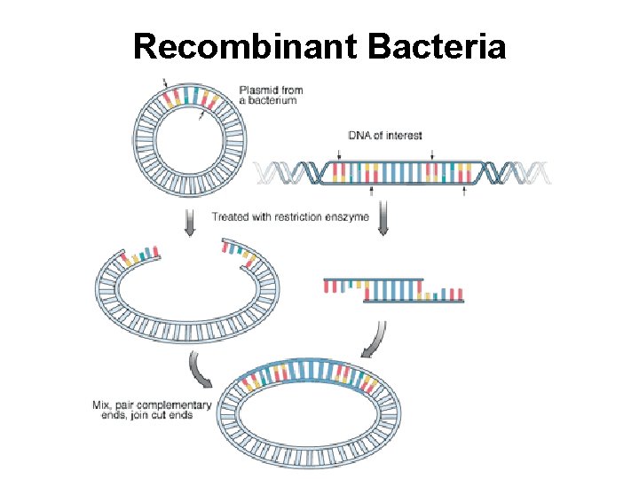 Recombinant Bacteria 