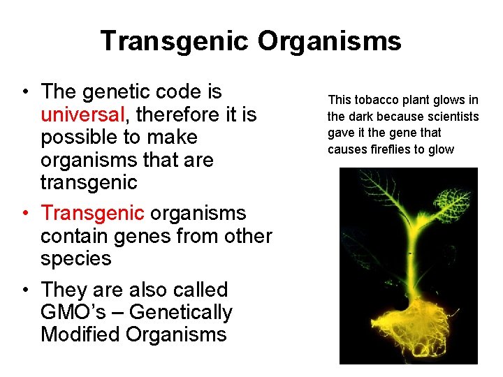 Transgenic Organisms • The genetic code is universal, therefore it is possible to make