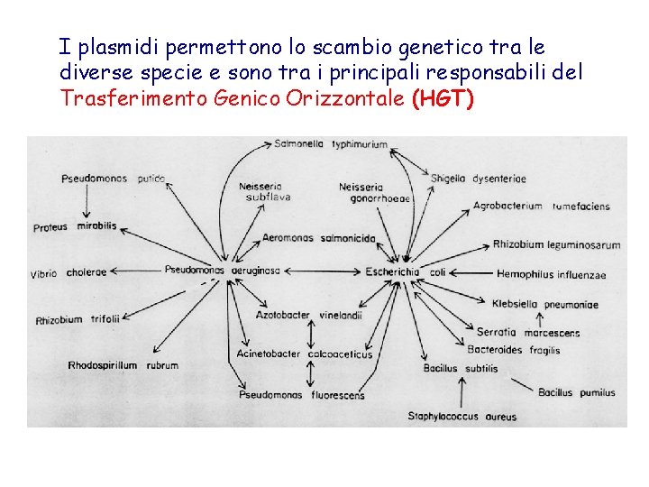 I plasmidi permettono lo scambio genetico tra le diverse specie e sono tra i