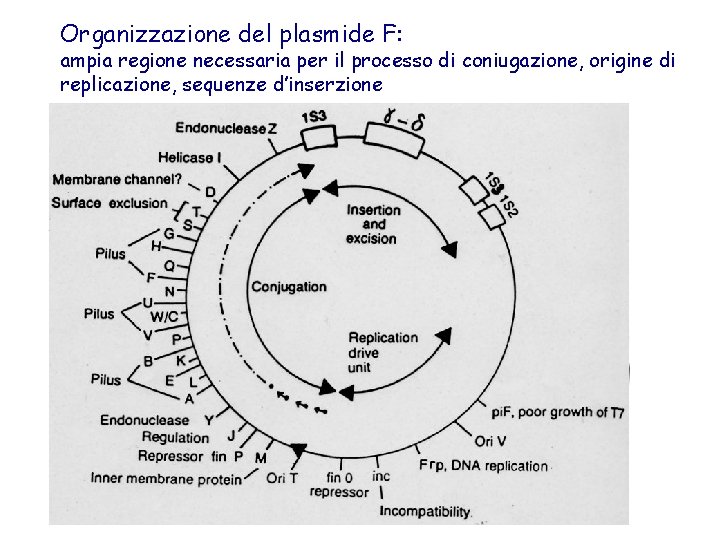 Organizzazione del plasmide F: ampia regione necessaria per il processo di coniugazione, origine di