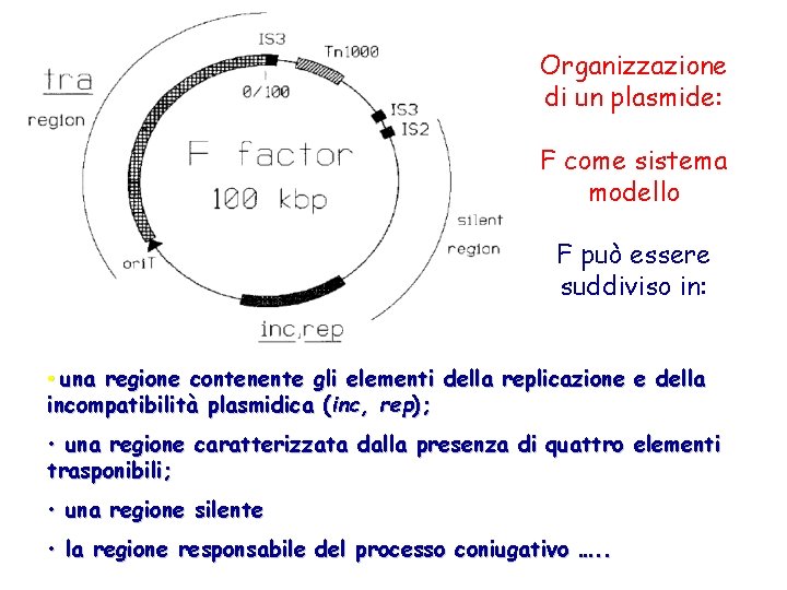 Organizzazione di un plasmide: F come sistema modello F può essere suddiviso in: •