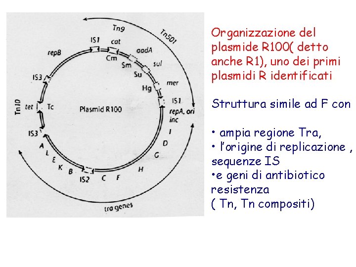 Organizzazione del plasmide R 100( detto anche R 1), uno dei primi plasmidi R
