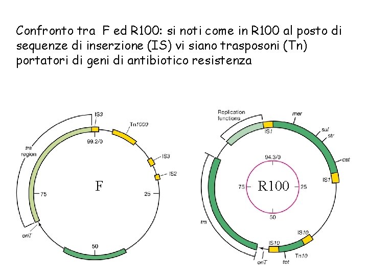 Confronto tra F ed R 100: si noti come in R 100 al posto