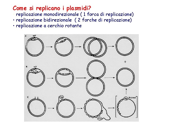Come si replicano i plasmidi? • replicazione monodirezionale ( 1 forca di replicazione) •