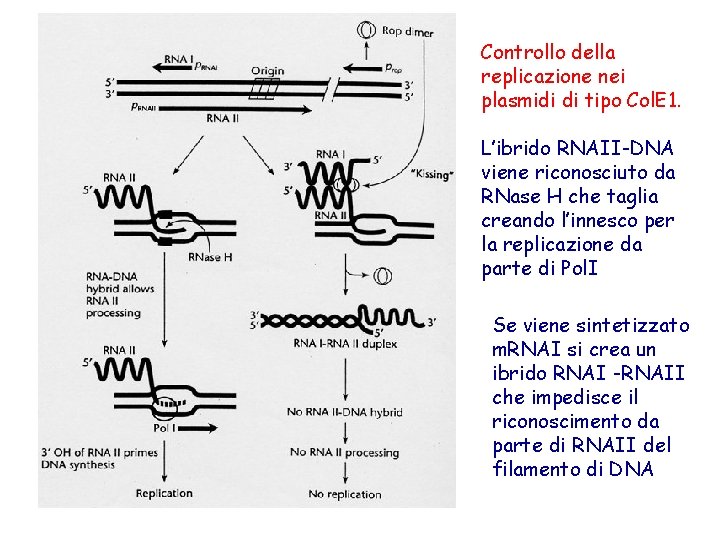 Controllo della replicazione nei plasmidi di tipo Col. E 1. L’ibrido RNAII-DNA viene riconosciuto