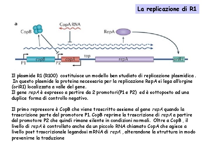 La replicazione di R 1 Il plasmide R 1 (R 100) costituisce un modello