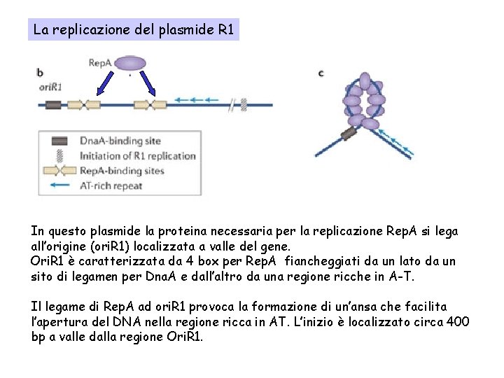 La replicazione del plasmide R 1 In questo plasmide la proteina necessaria per la