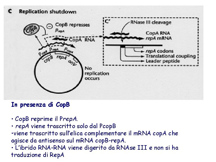 In presenza di Cop. B • Cop. B reprime il Prep. A. • rep.